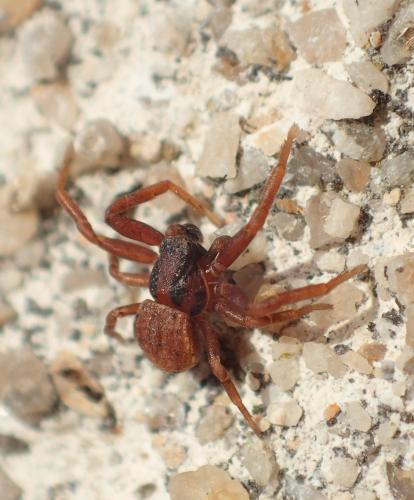 Réf. 248 904 : Ozyptila atomaria